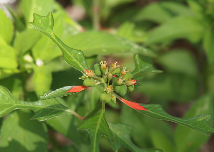 [Looking down from the top left side of the plant to see the center sets of green bulbs with little white stamen sticking out. There are five leaves emanating from the center and four of the five have a bit of red close to the center.]